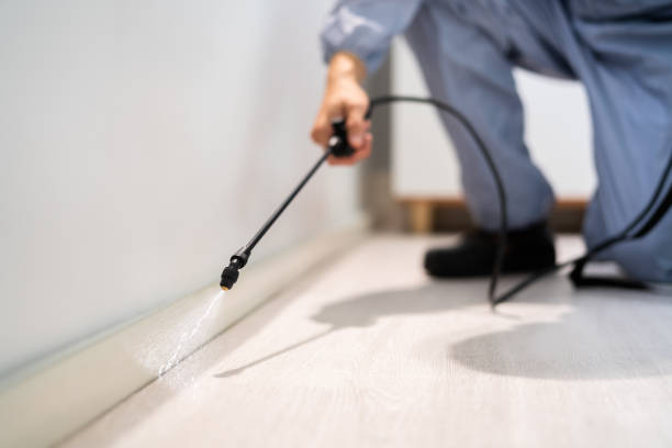 Licensed Wasp Removal service in Beechwood, MS - Show Me Pest Control